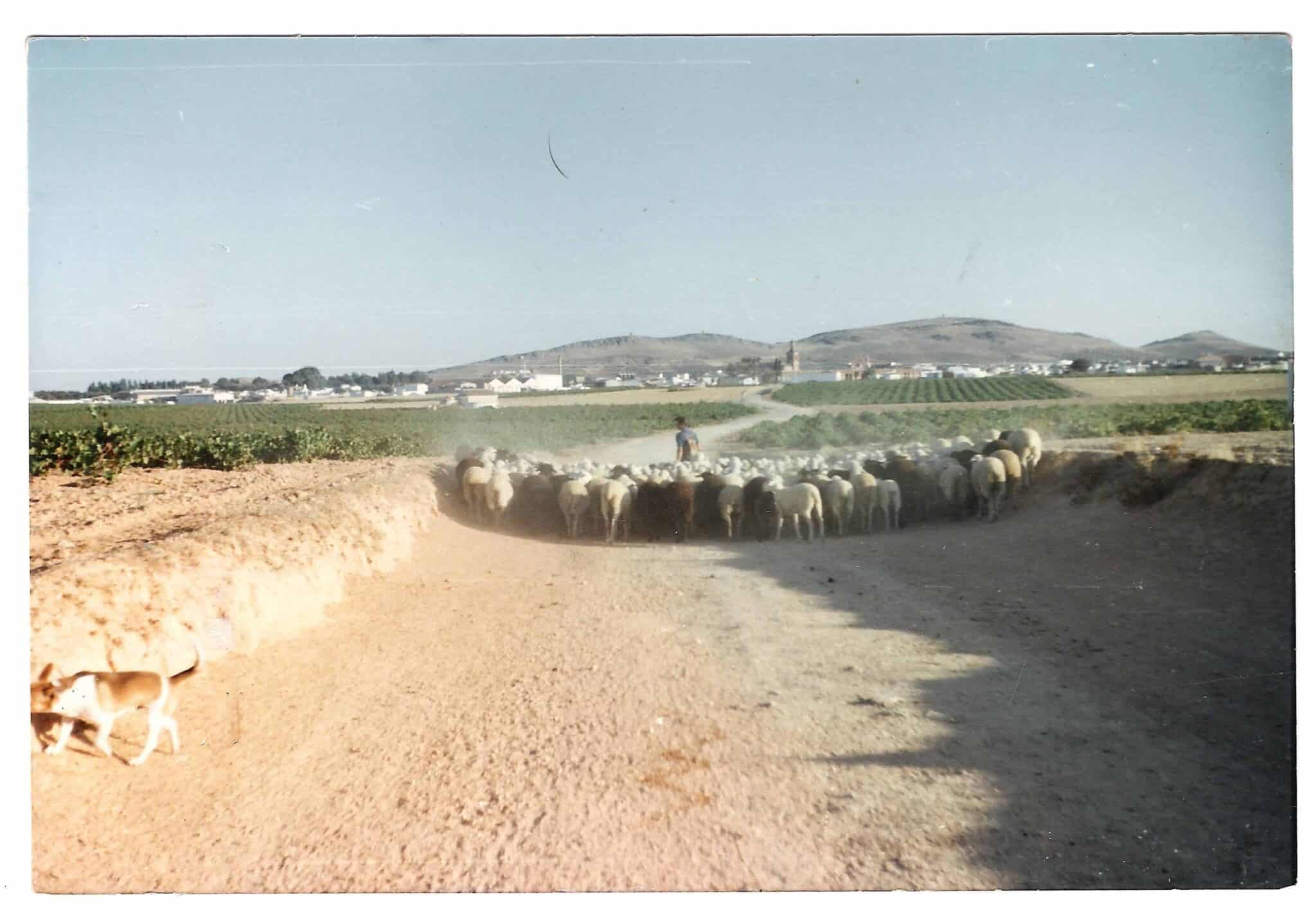 Castilla La Mancha Implementa Medidas Sanitarias En Explotaciones De