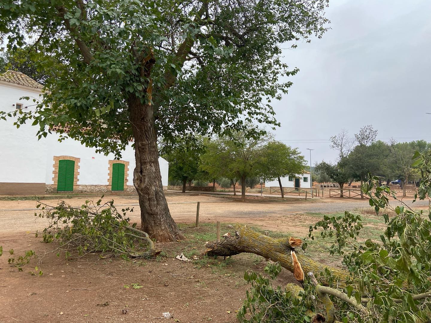 La emblemática Morera de los Pozos del Agua en Herencia sufre los