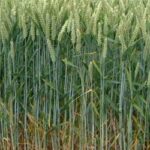 Crece la cosecha de cereales en nuestra región 3
