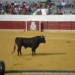 Resumen de la corrida de Toros en Herencia 8