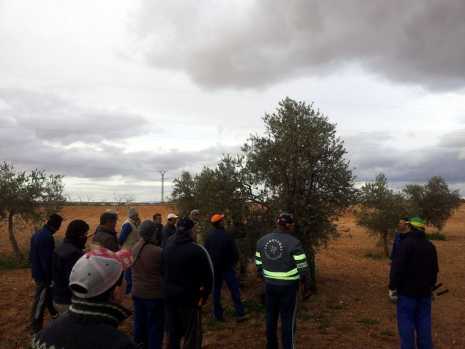 Clase práctica de poda del olivar en Herencia