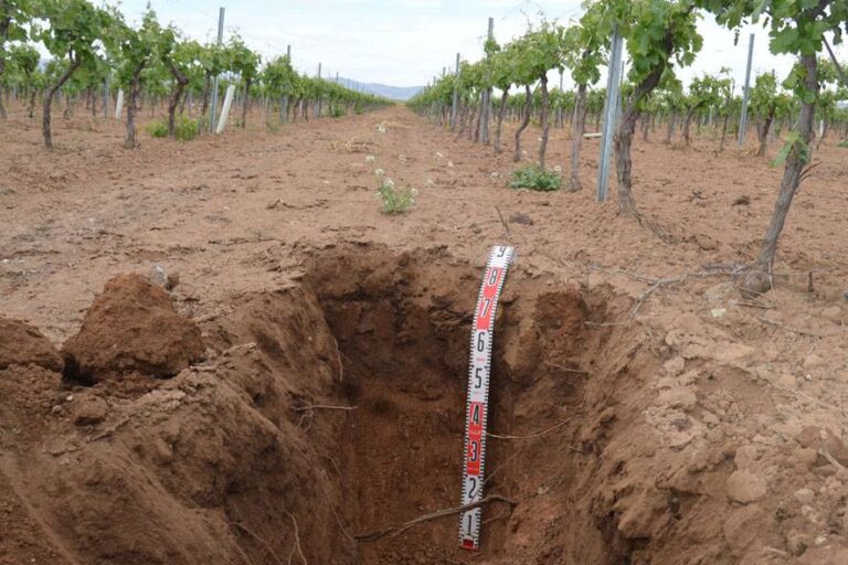 Suelo abierto para descripción edafológica. Foto del grupo de investigación Suelos Vitícolas de la UCLM.