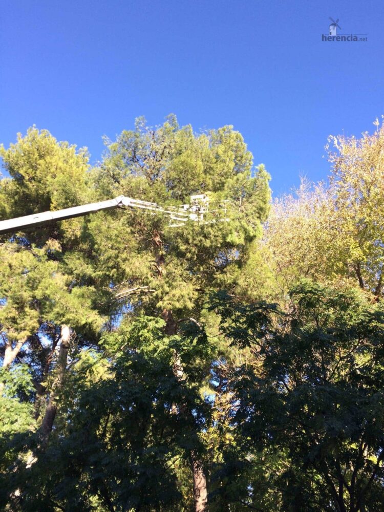 Campaña de poda y saneado del arbolado del parque municipal 26