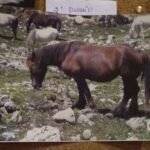 Fotografías de la festividad de san Antón en Herencia 1