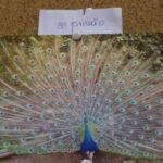 Fotografías de la festividad de san Antón en Herencia 2