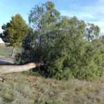 Árbol caído en Herencia por vientos en Febrero 2017. Foto Twitter alcalde