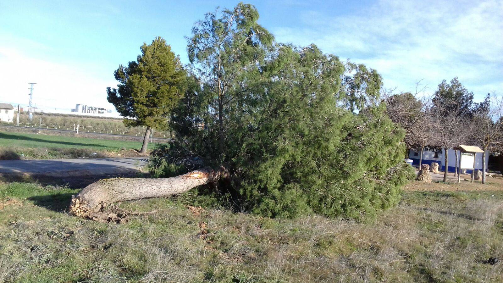 Árbol caído en Herencia por vientos en Febrero 2017. Foto Twitter alcalde