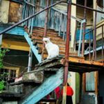 Perlé dolorido atravesando Armenia 20