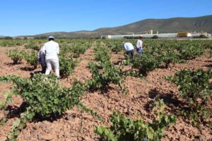 La vendimia se adelanta hasta 20 días para algunas variedades. 1