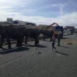 Un elefante muerto en un accidente en la A-30 en Albacete 12
