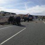 Un elefante muerto en un accidente en la A-30 en Albacete 13