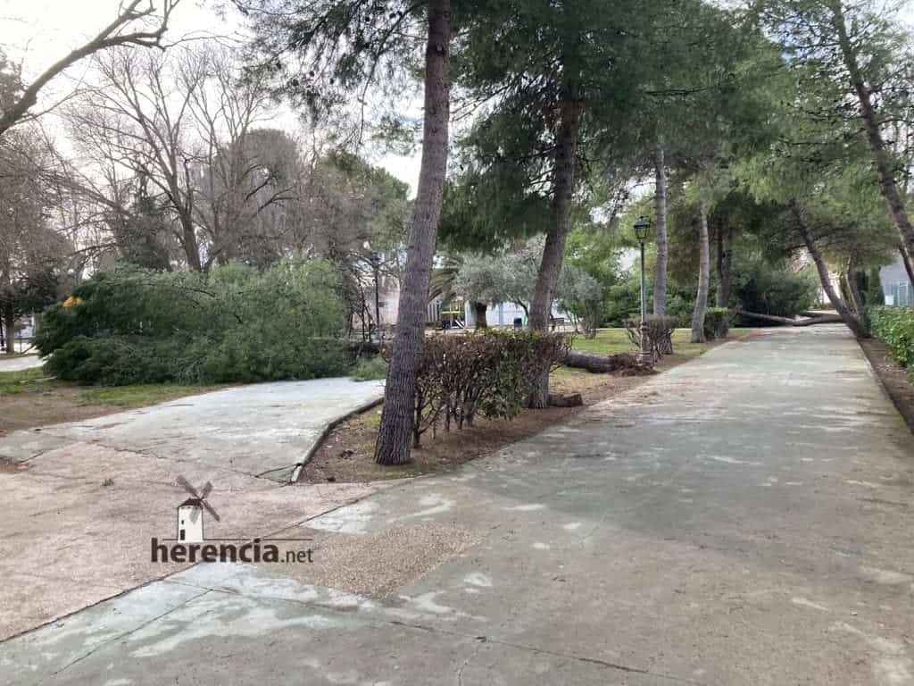 Árboles caídos en el Parque Municipal por el mal tiempo 6
