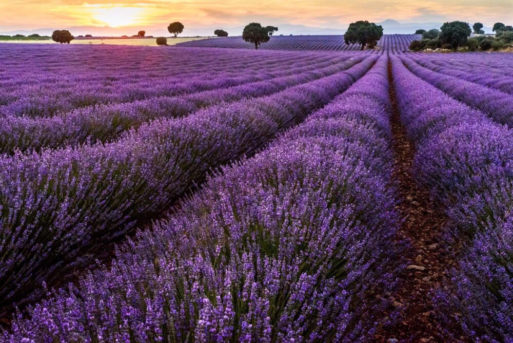 Anipam considera "insuficiente" el adelanto de la cosecha de la lavanda a las parcelas afectadas por la plaga