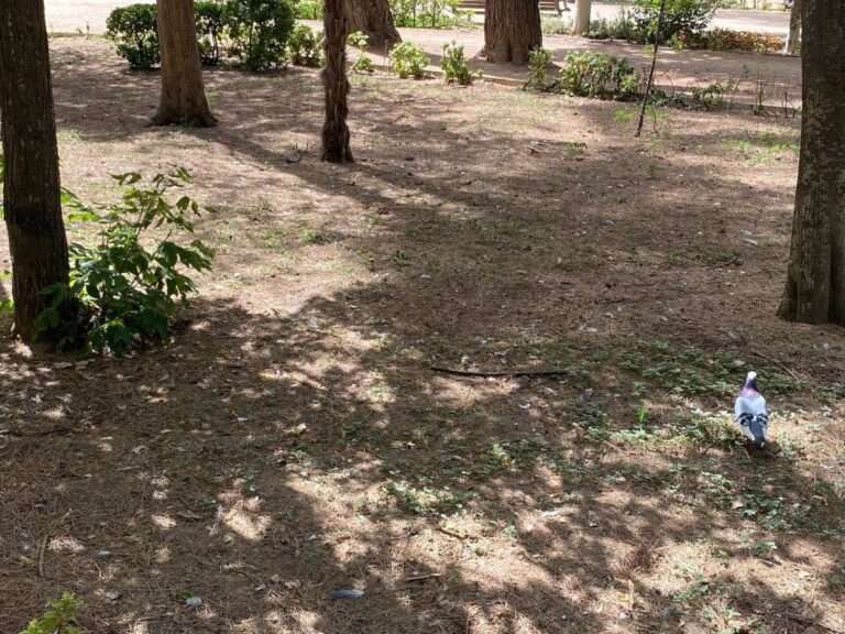 PSOE Albacete califica de "nefasta" la gestión del área de Medio Ambiente