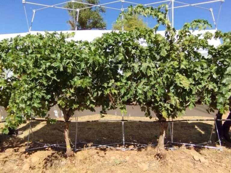 Una investigación que evalúa el comportamiento de 41 variedades de vid en sequía obtiene el 'cum laude' en el Iriaf