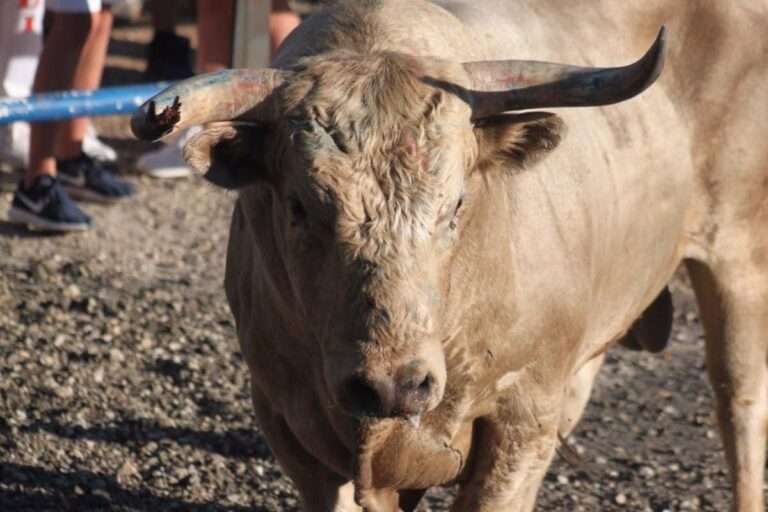 Alcoroches o Chequilla, pueblos pequeños de Guadalajara que mantienen en sus fiestas su afición al toro