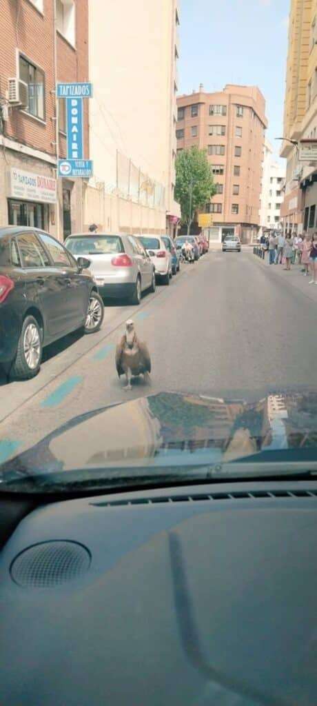 Rescatado un buitre leonado en las calles de la ciudad de Albacete