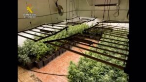 Desmantelan una plantación con 1.450 plantas de marihuana en una nave en Lillo y detienen a dos personas