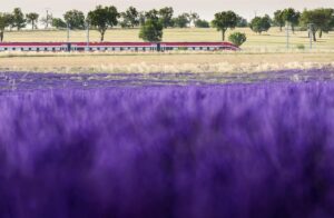 Renfe pondrá en marcha el 3 de julio el 'Tren de la Lavanda' entre Madrid y Guadalajara