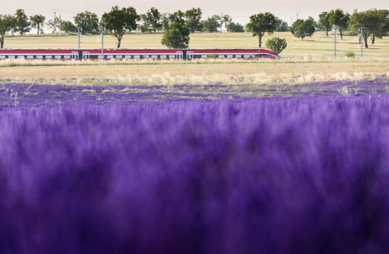 Renfe pondrá en marcha el 3 de julio el 'Tren de la Lavanda' entre Madrid y Guadalajara