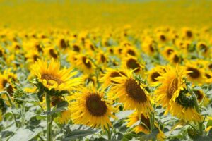 Agricultura formará a más de 1.000 productores para percibir la ayuda al girasol agroambiental