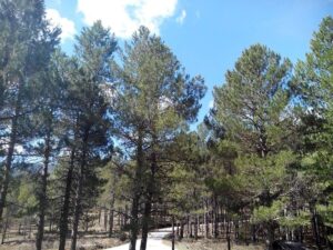C-LM cuenta con 3,4 millones de euros para las ayudas a la reforestación y creación de superficies forestales en 2025