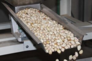 La cosecha de pistacho en C-LM alcanzará las 8.900 toneladas, el cuádruple que el año pasado, según Cooperativas