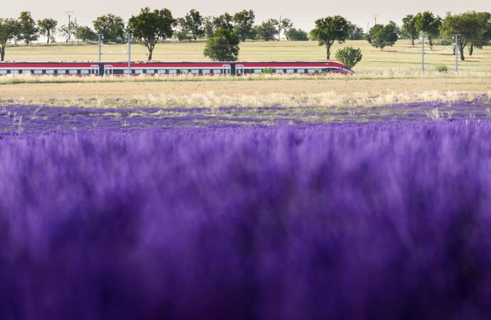 Renfe vuelve a poner en marcha el jueves el 'Tren de la Lavanda' para conocer los campos de Brihuega (Guadalajara)
