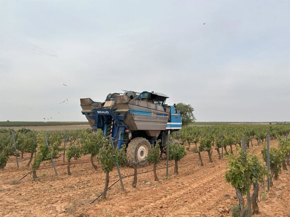 Cooperativas C-LM rectifica a la baja sus expectativas en vendimia y cree que cosecha disminuirá un 18% respecto a 2024