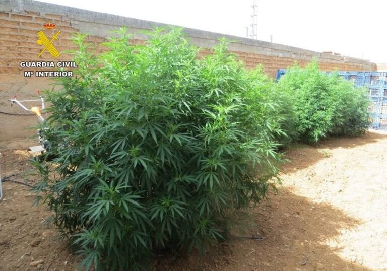 Dos detenidos de Cenizate por cultivar 24 plantas de marihuana y tener un criadero ilegal de gallos de pelea