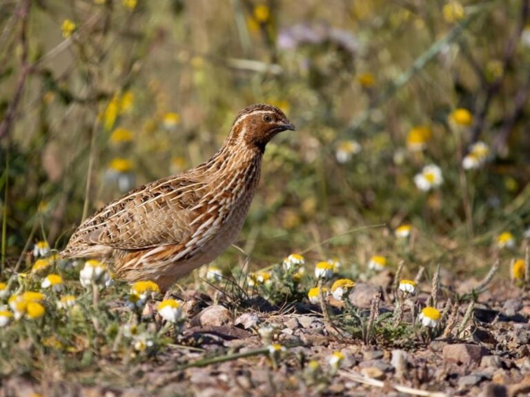 Ecologistas exige al Gobierno de C-LM asumir responsabilidades políticas tras la anulación del Reglamento de Caza