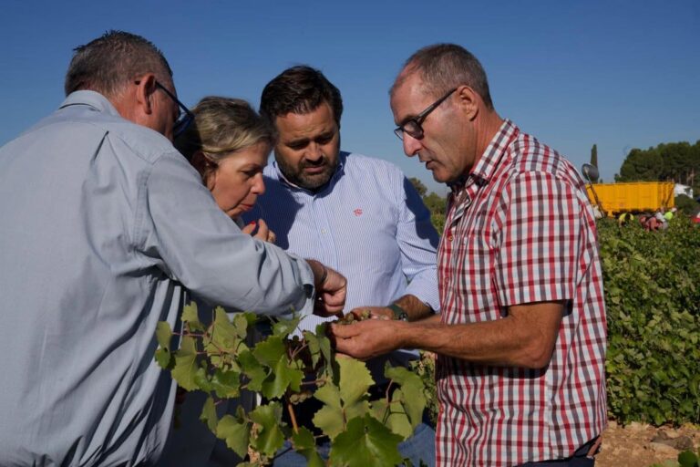 PP solicita en las Cortes la creación de una Comisión de Estudio no permanente para el sector vitivinícola de C-LM